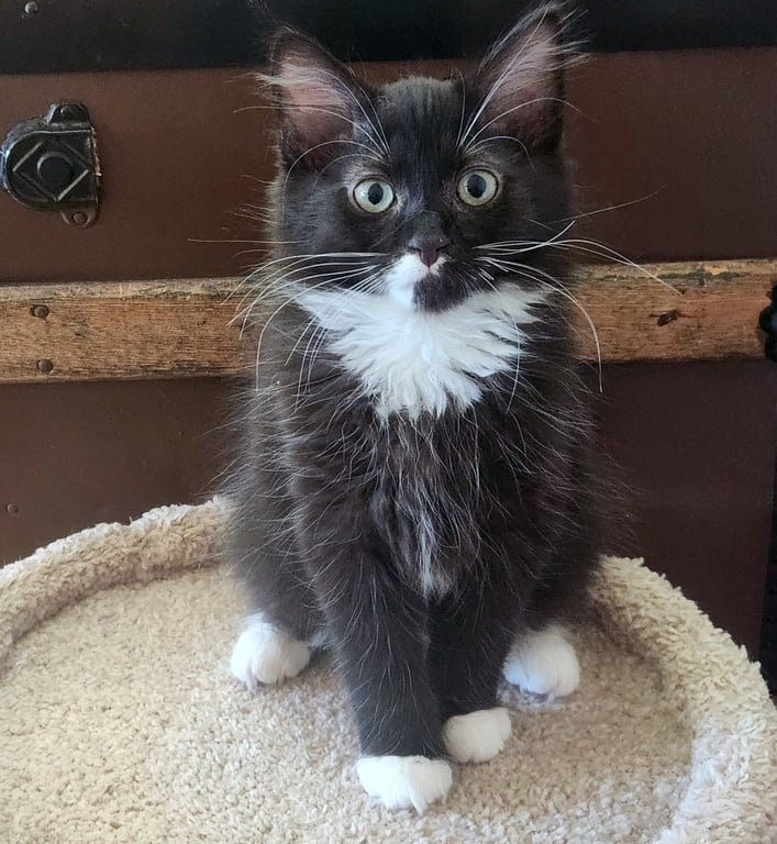 AJ - Backstreet Boys litter - Tuxedo Image