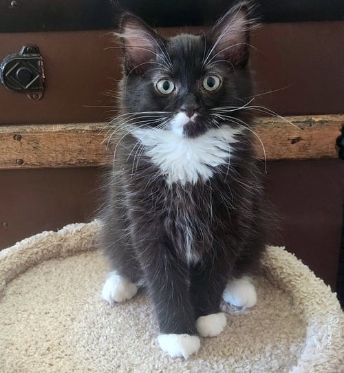 AJ - BACKSTREET BOYS LITTER - TUXEDO - Domestic Long Hair / Tuxedo available for adoption