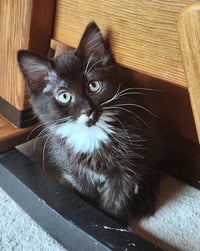 AJ - Backstreet Boys litter - Tuxedo - Photo 2