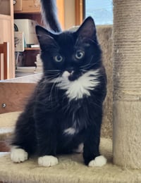AJ - Backstreet Boys litter - Tuxedo - Photo 3