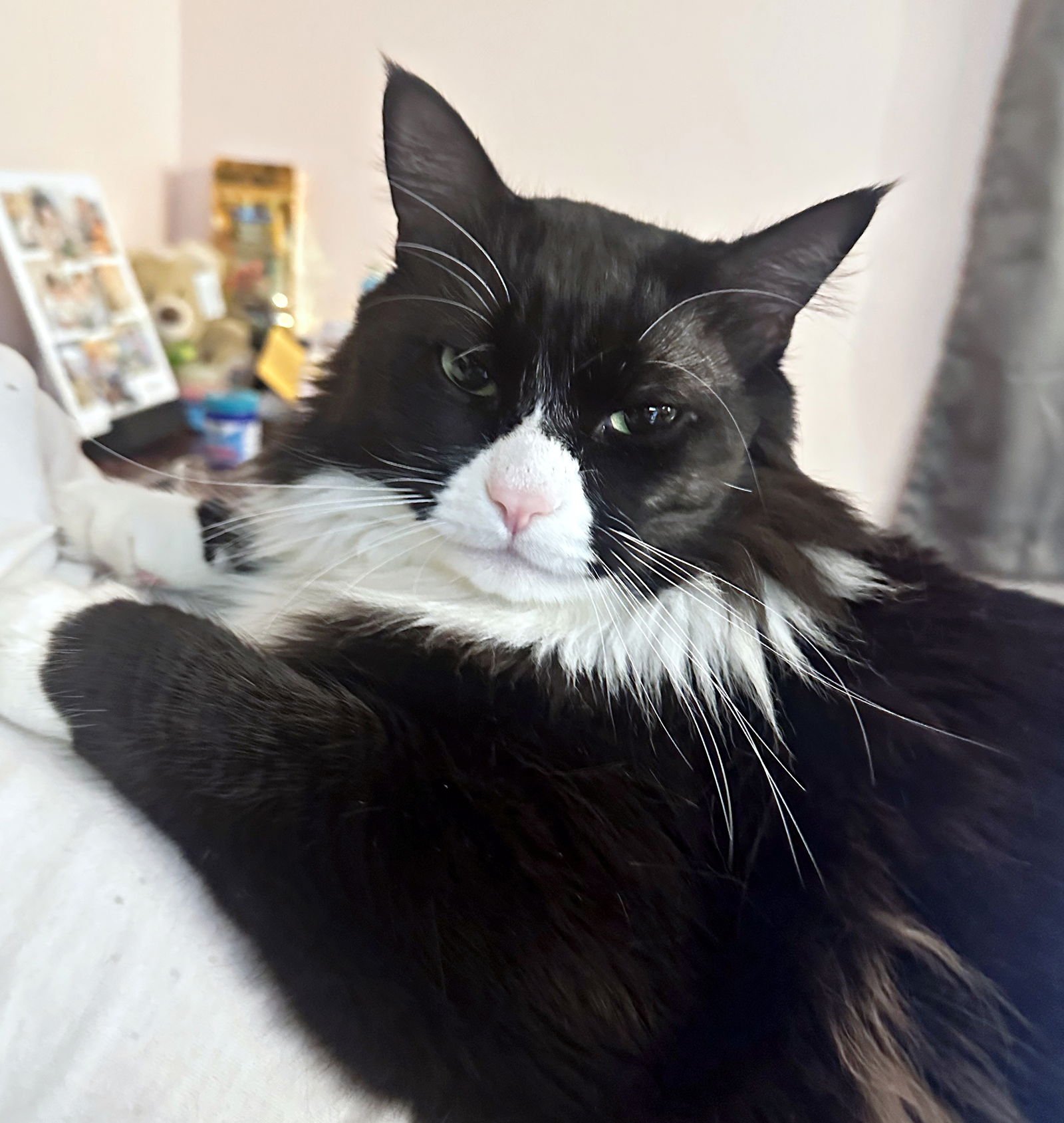 RAMON #1689 - OFFERED BY OWNER - FAMILY PET - Tuxedo / Domestic Medium Hair for adoption in Portland