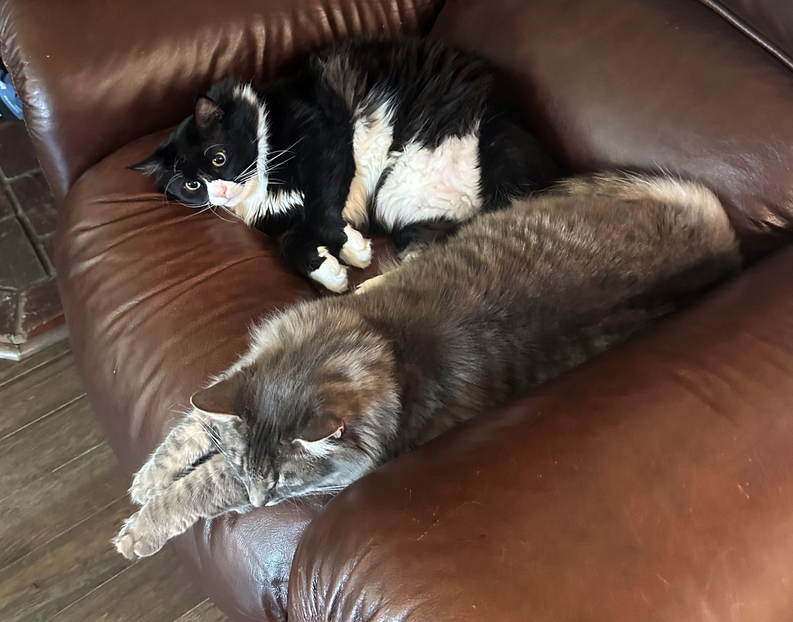 RAMON #1689 - Offered by Owner - Family Pet - Photo 2