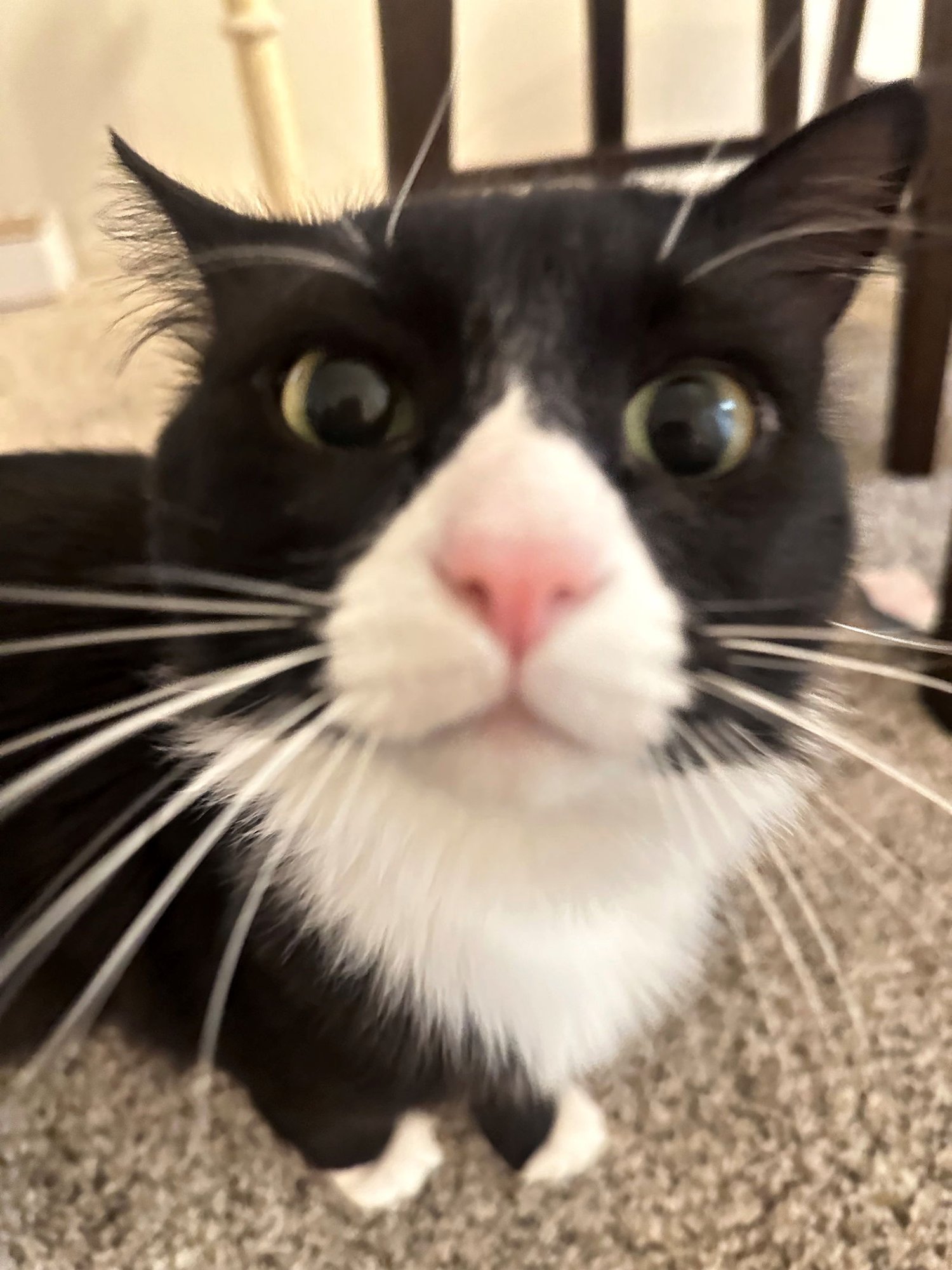 RAMON #1689 - Offered by Owner - Family Pet - Photo 3
