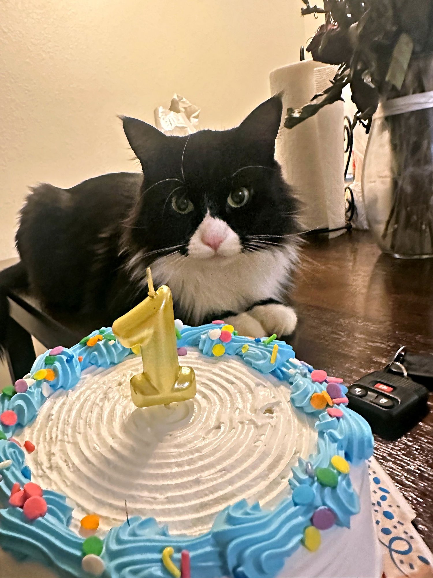 RAMON #1689 - Offered by Owner - Family Pet - Photo 4