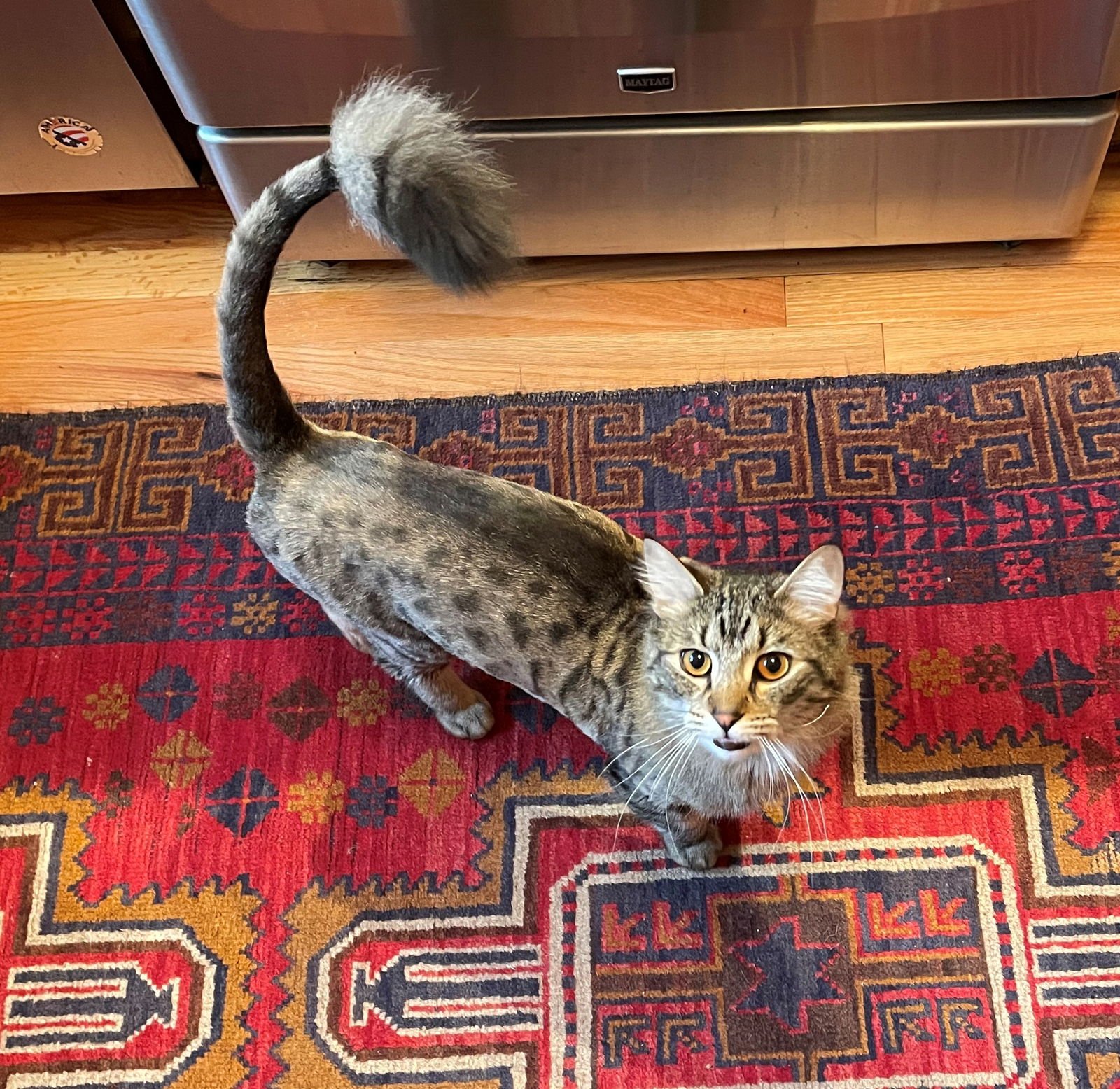 WILBUR #1754N - OFFERED BY OWNER - INDOOR/OURDOOR - Tabby / Domestic Medium Hair available for adoption