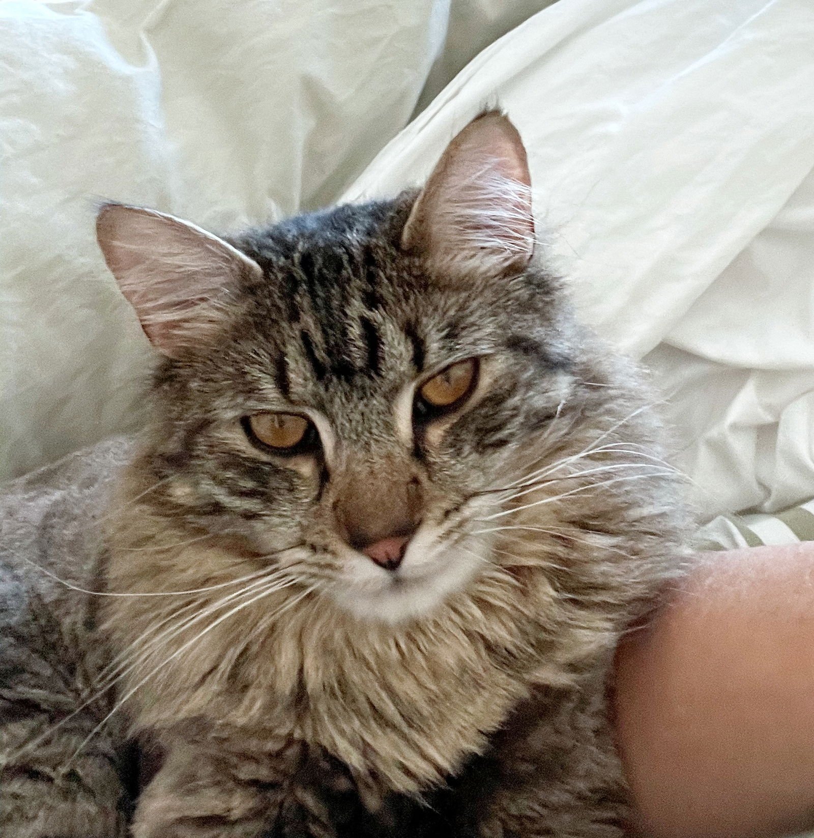 WILBUR #1754N - OFFERED BY OWNER - INDOOR/OURDOOR - Tabby / Domestic Medium Hair available for adoption