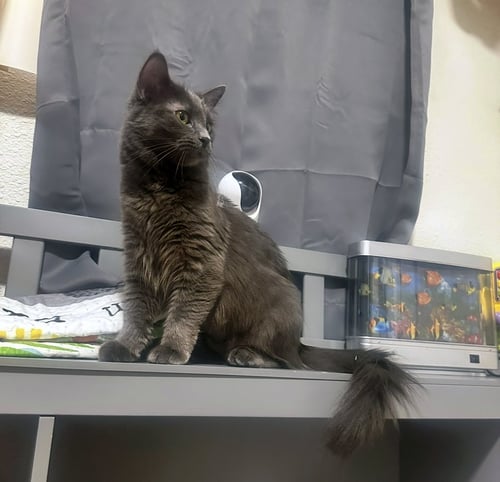 PENNY #2007 - OFFERED BY OWNER - YOUNG ADULT - Chartreux / American Shorthair available for adoption