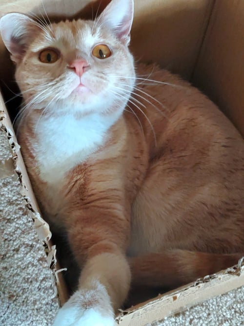 KOVU #2010 - OFFERED BY OWNER - Tabby available for adoption