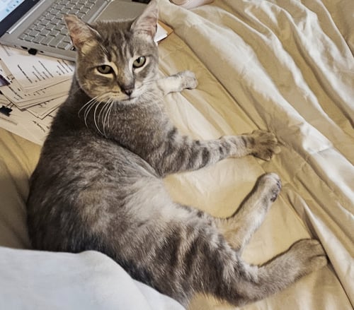 PAULY #2015 - OFFERED BY OWNER - SWEET FIV+ - Tabby / Domestic Short Hair available for adoption