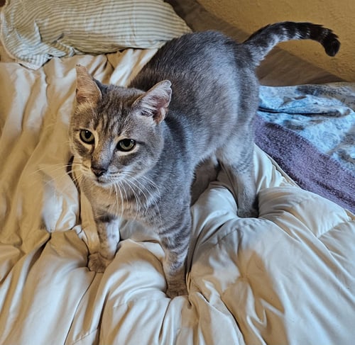 PAULY #2015 - OFFERED BY OWNER - SWEET FIV+ - Tabby / Domestic Short Hair available for adoption