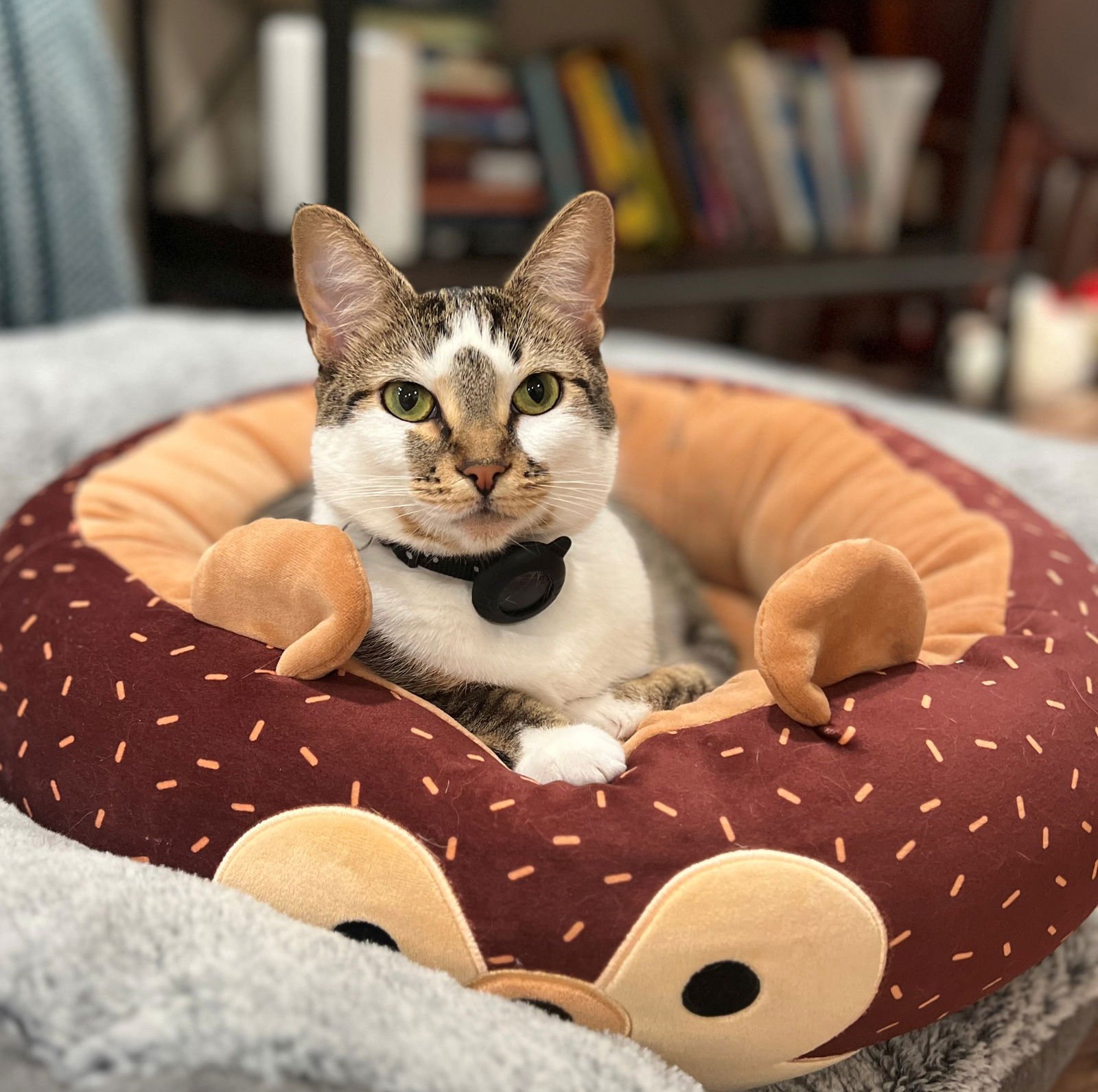 BELLE #1753N - OFFERED BY OWNER - YOUNG FEMALE - Domestic Short Hair / Tabby available for adoption