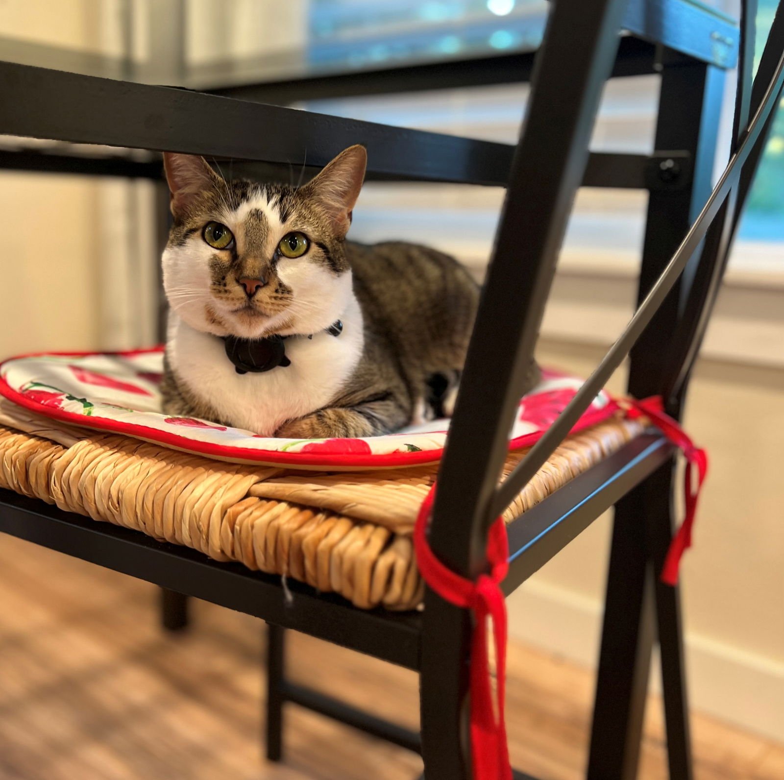 BELLE #1753N - OFFERED BY OWNER - YOUNG FEMALE - Domestic Short Hair / Tabby available for adoption