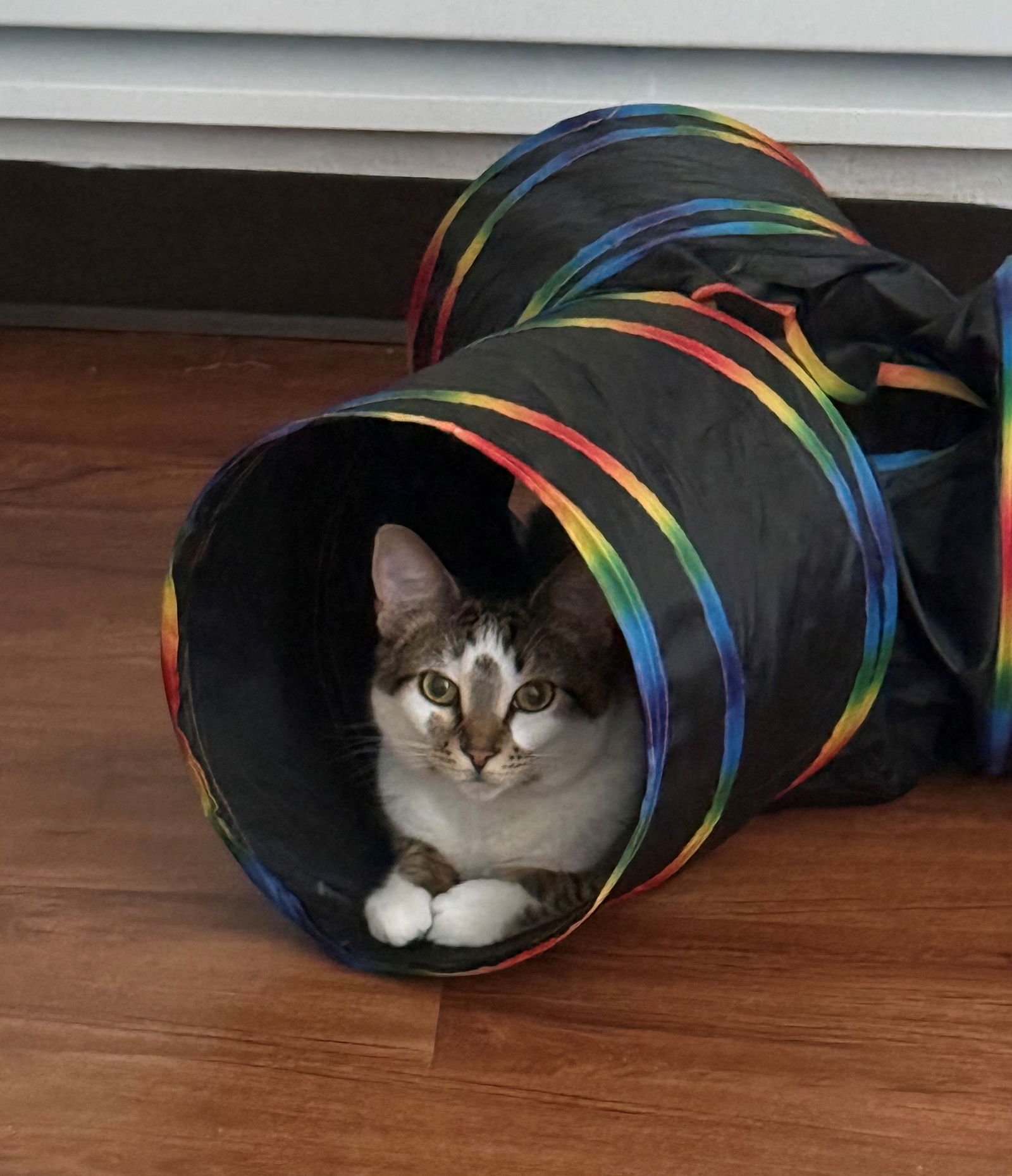 BELLE #1753n - Offered by Owner - Young female - Photo 3