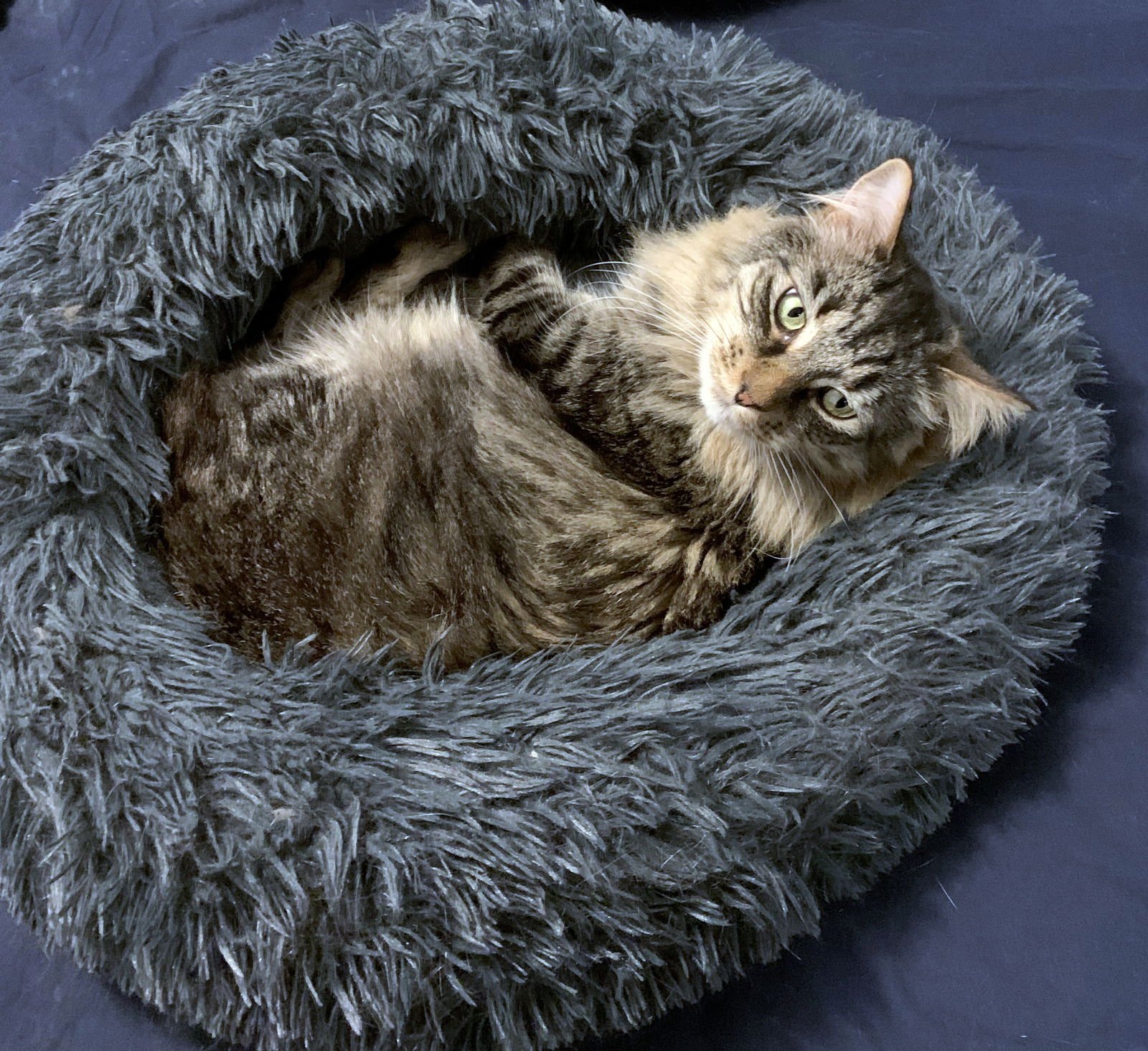 WINSTON #1782 - OFFERED BY OWNER - FLUFFY ADULT - Domestic Long Hair / Tabby available for adoption