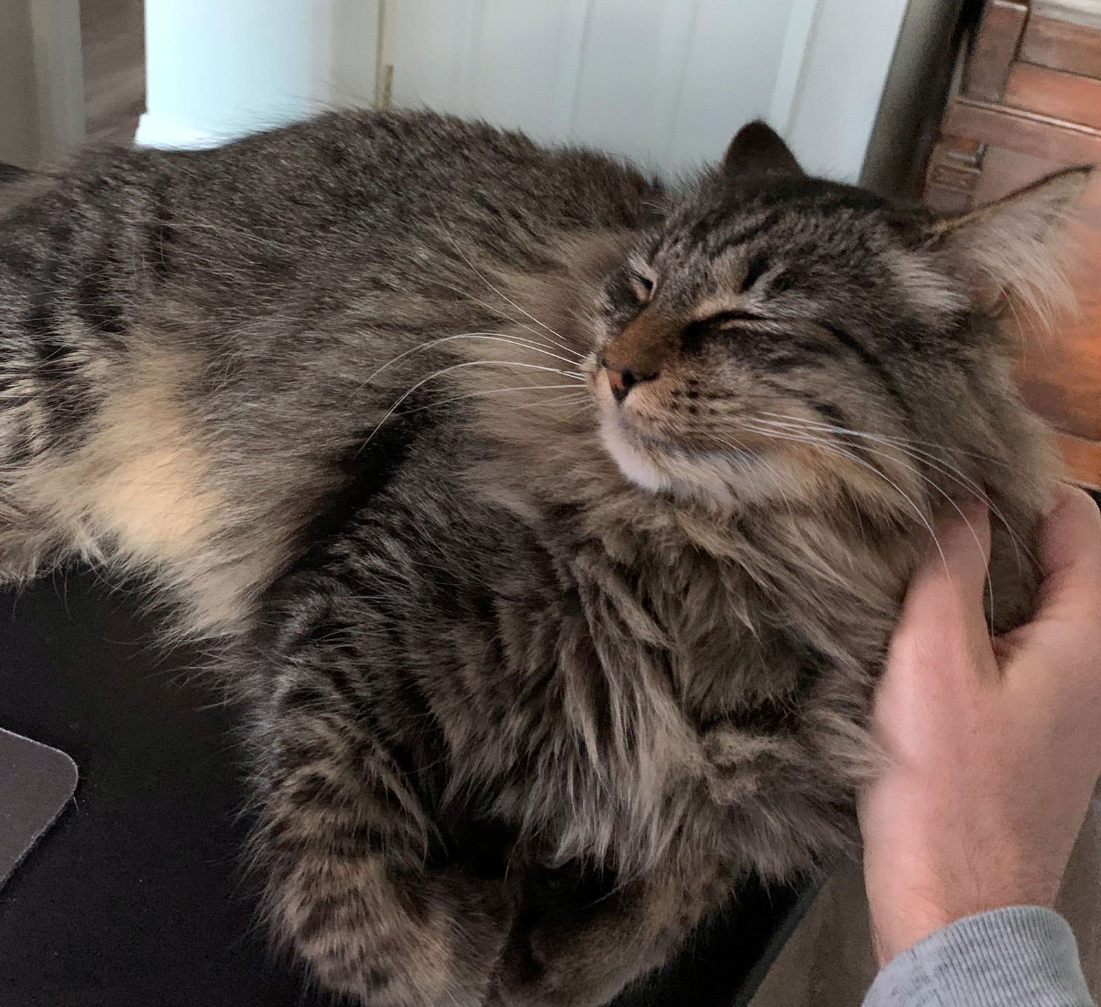 WINSTON #1782 - Offered by Owner - Fluffy Adult - Photo 3