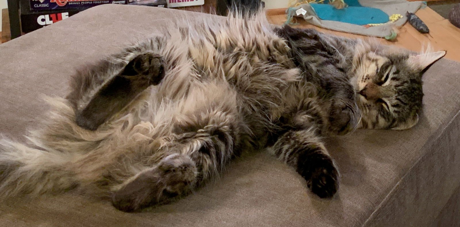 WINSTON #1782 - Offered by Owner - Fluffy Adult - Photo 4