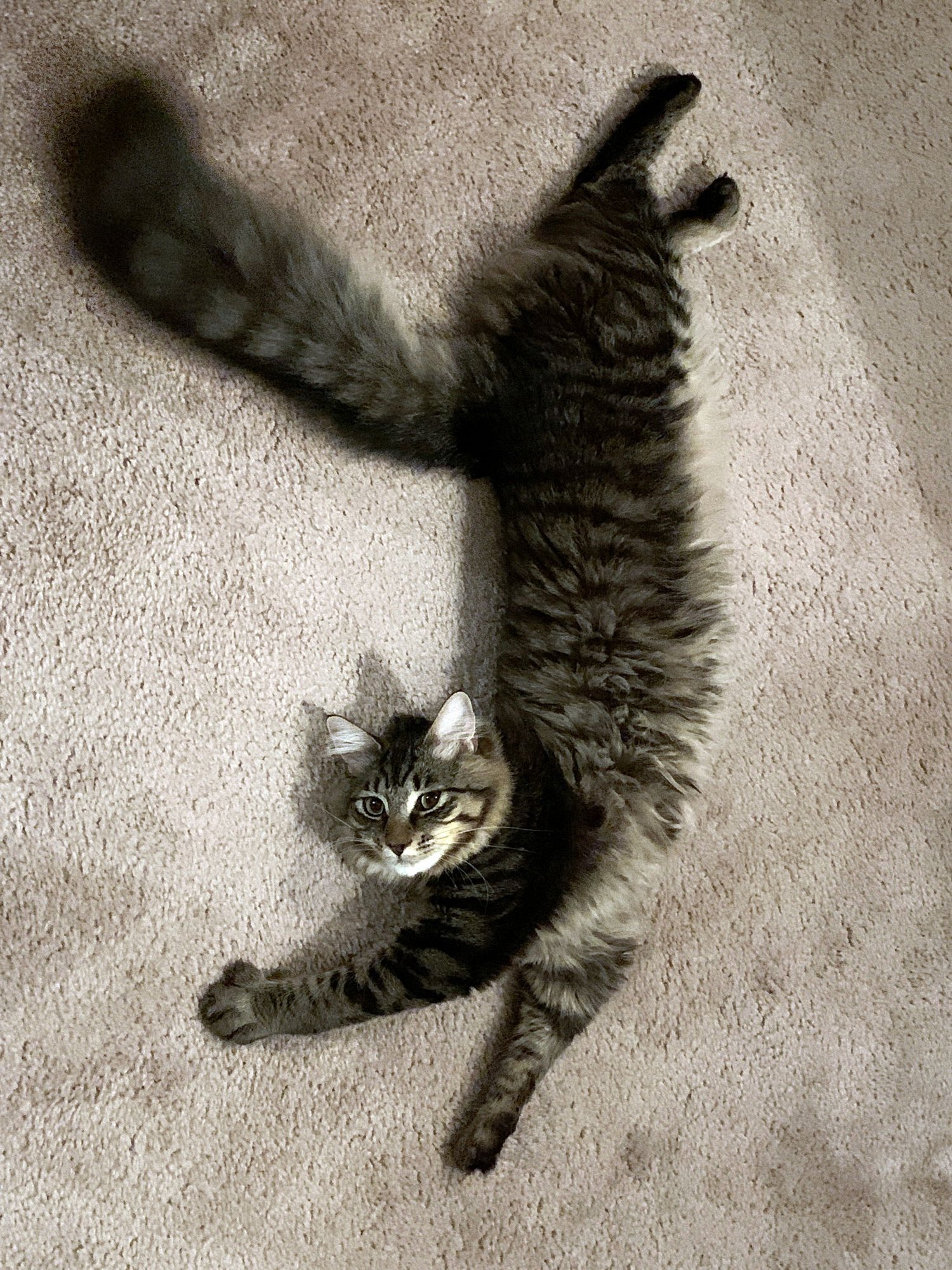 WINSTON #1782 - Offered by Owner - Fluffy Adult - Photo 5