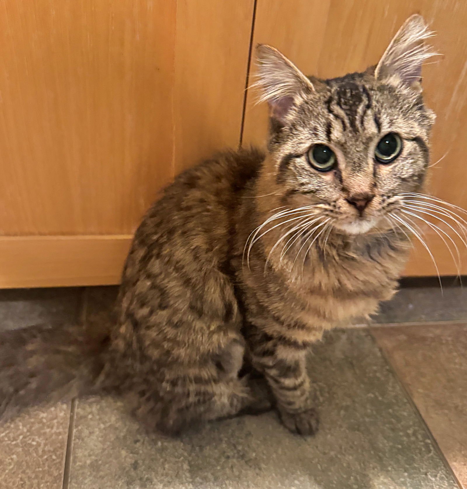 SAMWISE #1755N - OFFERED BY OWNER - YOUNG FEMALE - Tabby available for adoption