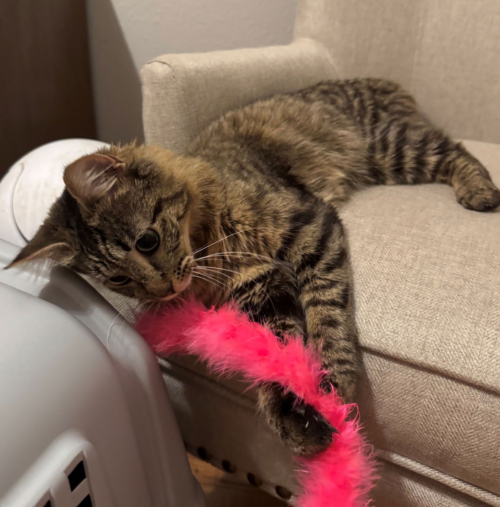 SAMWISE #1755N - OFFERED BY OWNER - YOUNG FEMALE - Tabby available for adoption