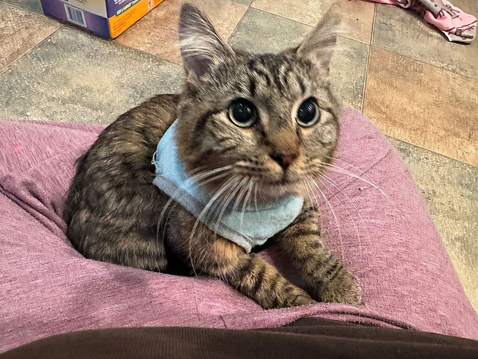 SAMWISE #1755n - Offered by Owner - Young Female - Photo 3