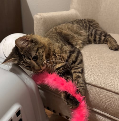 SAMWISE #1755N - OFFERED BY OWNER - YOUNG FEMALE - Tabby available for adoption