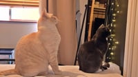FELIX #1893 - Offered by Owner - Siamese Mix - Photo 1