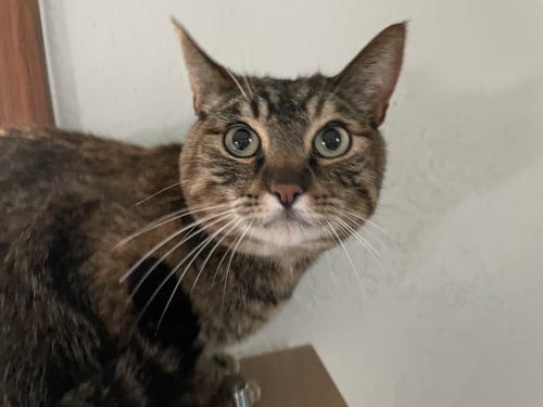 XENA #1925 - OFFERED BY OWNER - Tabby / Torbie available for adoption