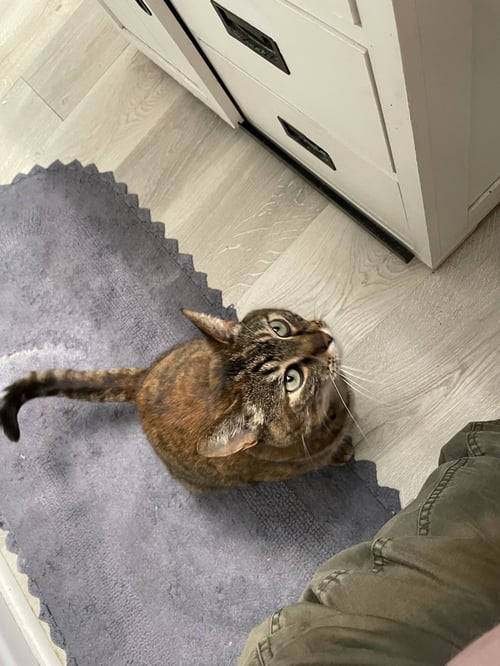 XENA #1925 - OFFERED BY OWNER - Tabby / Torbie available for adoption