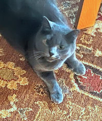 GIGI #1895 - Offered by Owner - Young Female - Photo 2