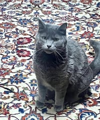 GIGI #1895 - Offered by Owner - Young Female - Photo 3