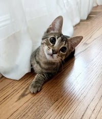TABBY - 12 week old  playful kitten needs a friend - Photo 1