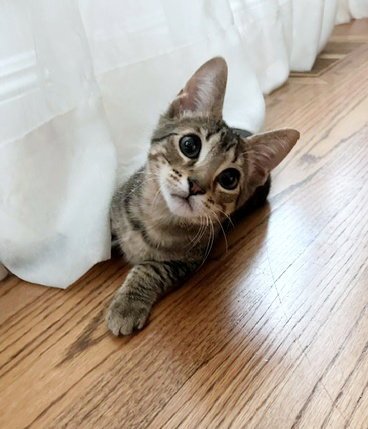 TABBY - 12 WEEK OLD  PLAYFUL KITTEN NEEDS A FRIEND - Tabby / Domestic Short Hair available for adoption