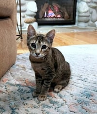 TABBY - 12 week old  playful kitten needs a friend - Photo 2