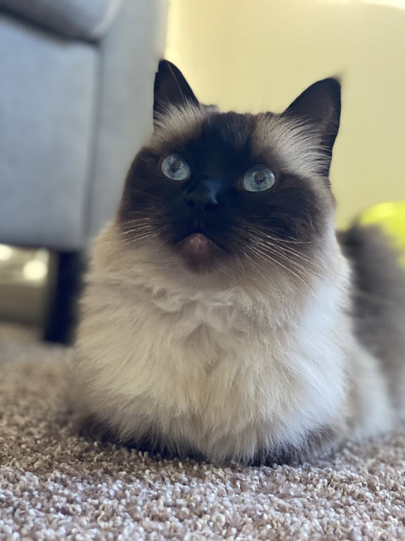 MIKKO #1879 - Offered by Owner - Purebred Ragdoll Image