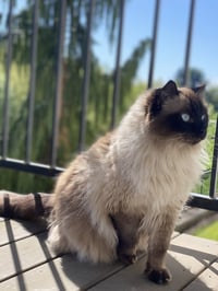 MIKKO #1879 - Offered by Owner - Purebred Ragdoll - Photo 2