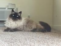 MIKKO #1879 - Offered by Owner - Purebred Ragdoll - Photo 3