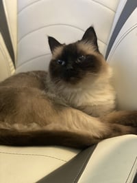 MIKKO #1879 - Offered by Owner - Purebred Ragdoll - Photo 4