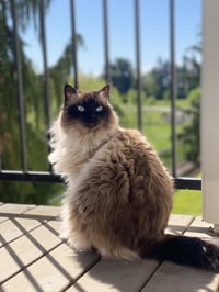 MIKKO #1879 - Offered by Owner - Purebred Ragdoll - Photo 5