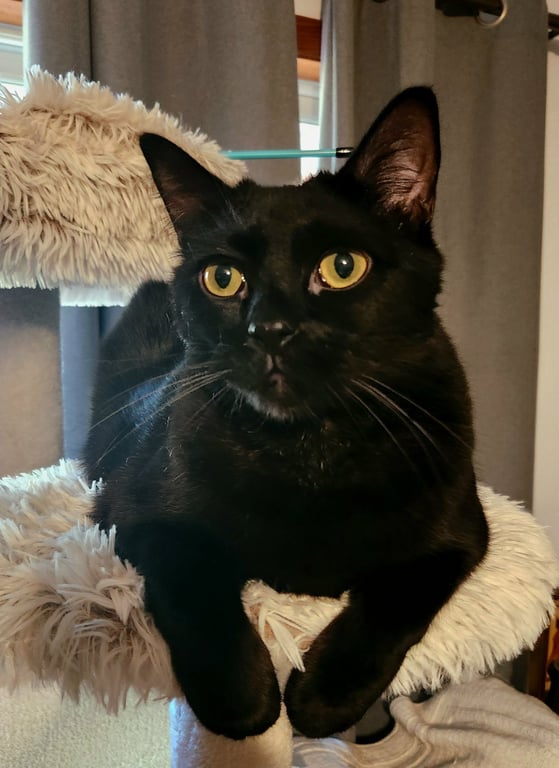 BAGHEERA - Loves his people! Image