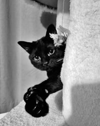 BAGHEERA - Loves his people! - Photo 2