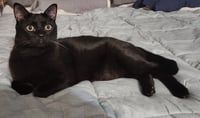 BAGHEERA - Loves his people! - Photo 3