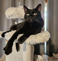 BAGHEERA - Loves his people! - Photo 4