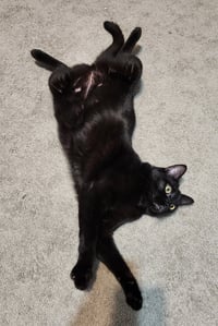 BAGHEERA - Loves his people! - Photo 5