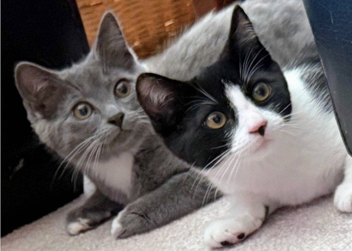 Layla & Lulu #1993 - Offered by Owner - Bonded Image