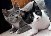 Layla & Lulu #1993 - Offered by Owner - Bonded - Photo 1