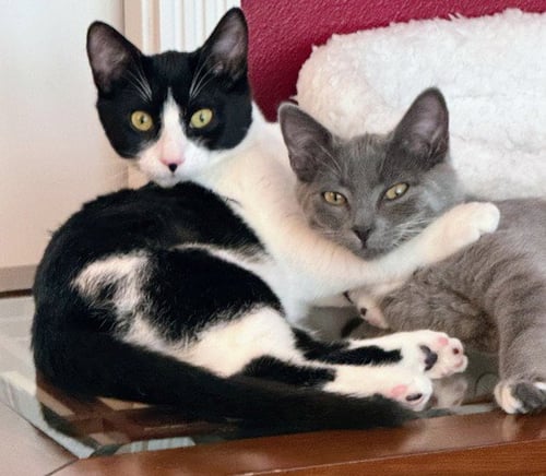 LAYLA & LULU #1993 - OFFERED BY OWNER - BONDED - Domestic Short Hair / Tuxedo available for adoption