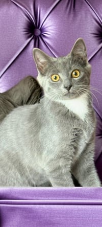 Layla & Lulu #1993 - Offered by Owner - Bonded - Photo 4