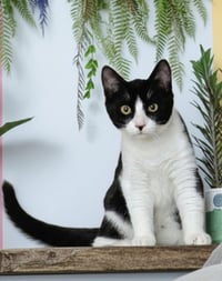 Layla & Lulu #1993 - Offered by Owner - Bonded - Photo 3