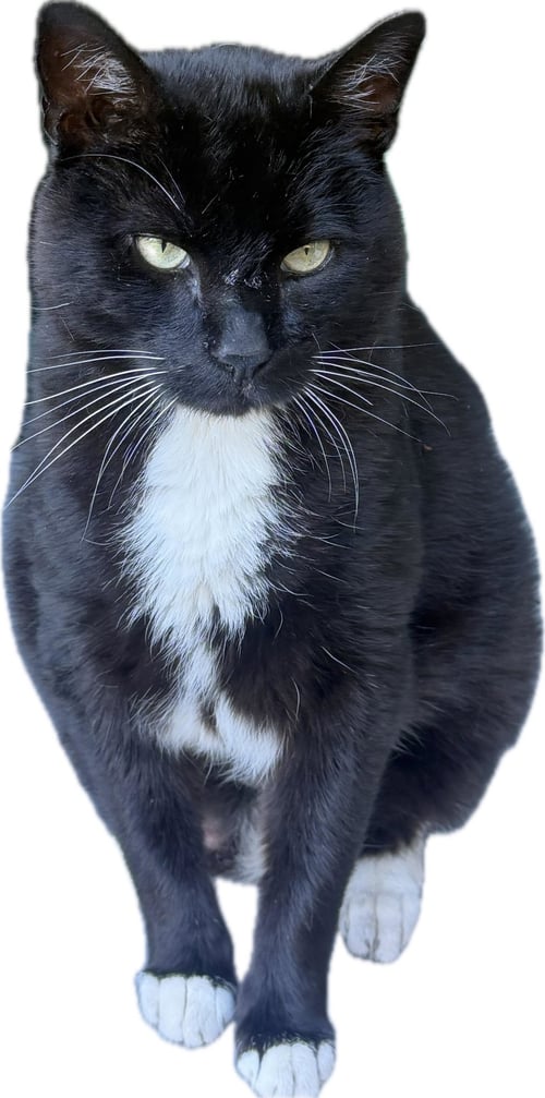 PEANUT #1978 - OFFERED BY OWNER - INSIDE PLEASE? - Tuxedo / Domestic Short Hair available for adoption