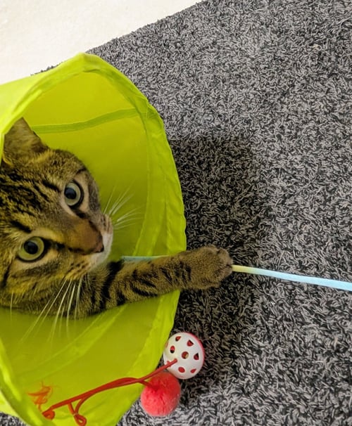 SIMMS #1919- OFFERED BY OWNER - Tabby / Domestic Short Hair available for adoption